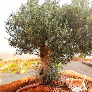 Maison d'hôtes El Bounty, Puerto del Rosario (Fuerteventura)