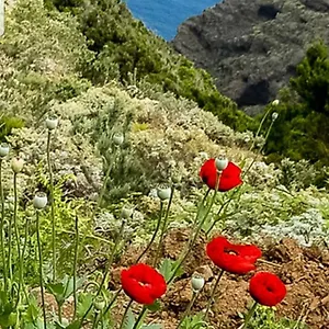 The Poppies - 100m Ocean - Private Spaces Pensión